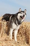 SIBERIAN HUSKY 007
